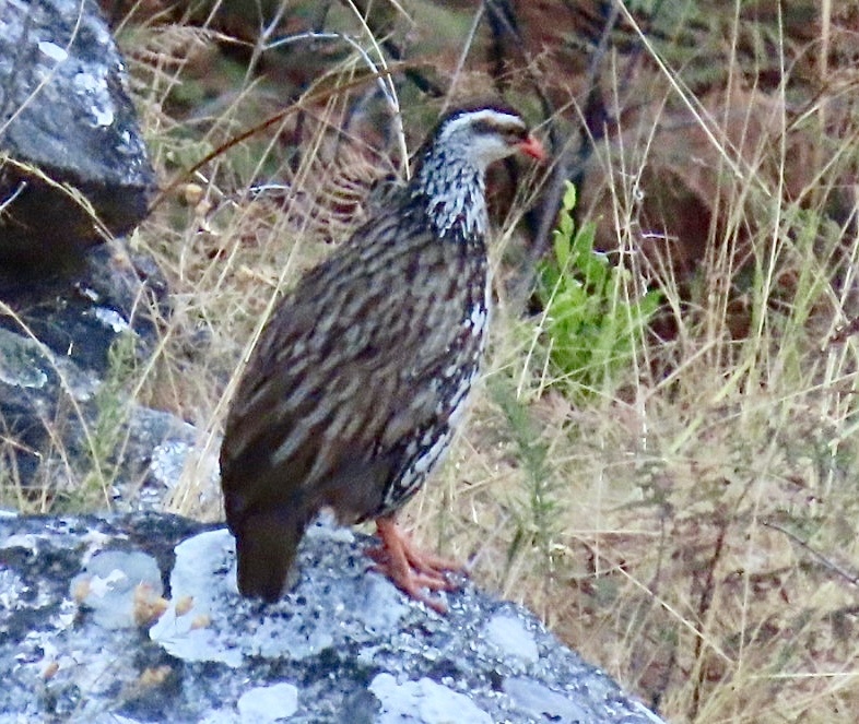Swierstra's Spurfowl (Pternistis swierstrai), photo 2