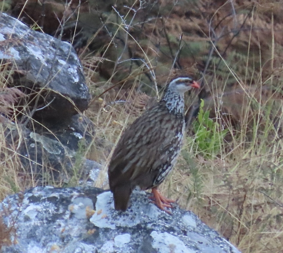 Swierstra's Spurfowl (Pternistis swierstrai), photo 3