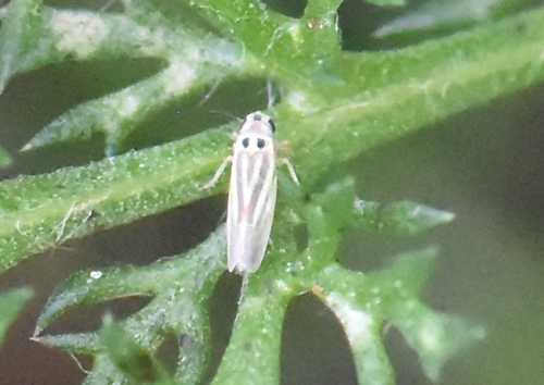 Eupteryx tenella, Groesbeek, Nederland, photo 8 of 10