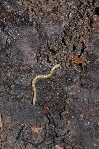 Boreoiulus