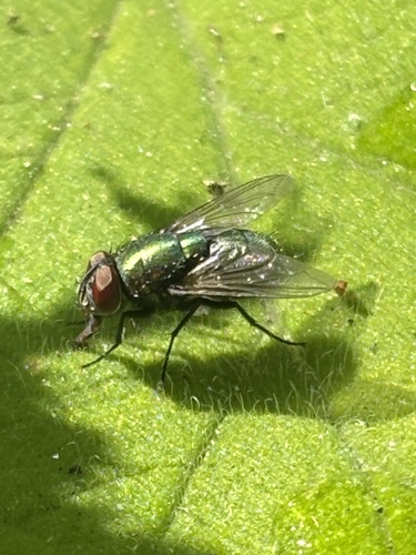 Unknown species found near University of Pennsylvania, Philadelphia, PA, US