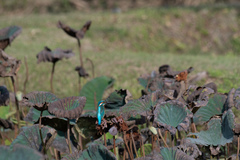 Alcedo atthis bengalensis