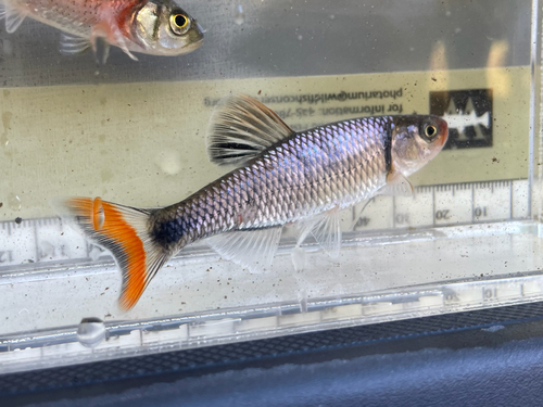 Fieryblack shiner (Cyprinella pyrrhomelas) — Cyprinidae — 5
