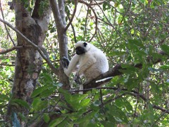 Propithecus deckenii