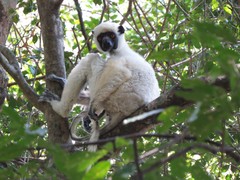 Propithecus deckenii