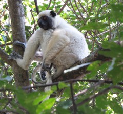 Propithecus deckenii