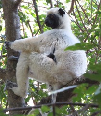 Propithecus deckenii