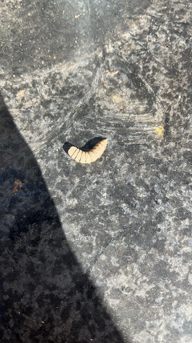 Unknown species found near Lisle Ave, Falls Church, VA, US