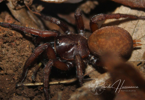 Acanthogonatus francki
