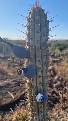 Cipocereus bradei