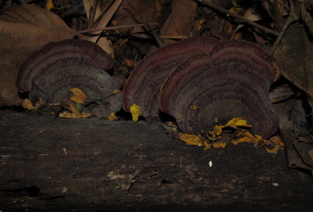 Hexagonia papyracea · October 2025 · photo: © rafaelmrosa (iNaturalist, cc-by-sa)