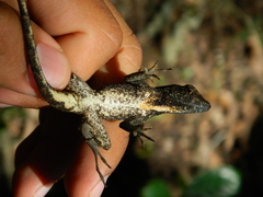Anolis tropidonotus