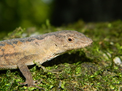 Anolis tropidonotus