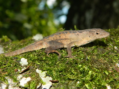 Anolis tropidonotus