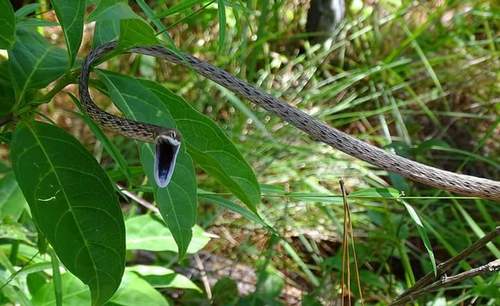 Photo of a Guatemalan Vine Snake (Oxybelis koehleri)