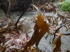 Laminaria setchellii
