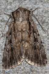 Dichagyris signifera