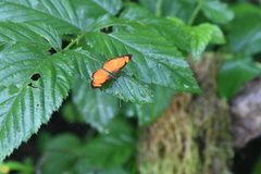 Tegosa pastazena