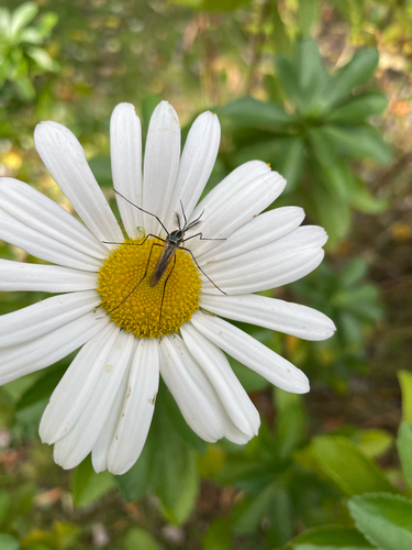 Unknown species found near Bristol County, US-MA, US