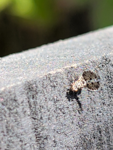 Unknown species found near Berea, KY, USA