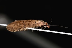 Neohermes concolor