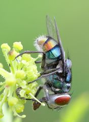 Chrysomya chloropyga