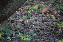 Sciurus vulgaris