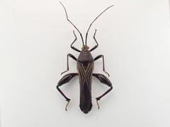 Grammopoecilus angustatus