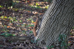 Sciurus vulgaris