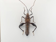 Grammopoecilus angustatus