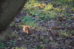 Sciurus vulgaris