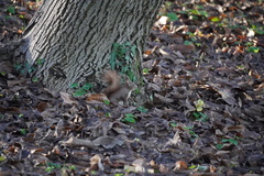 Sciurus vulgaris