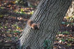 Sciurus vulgaris
