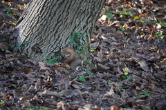 Sciurus vulgaris