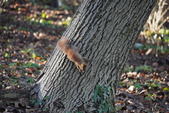 Sciurus vulgaris