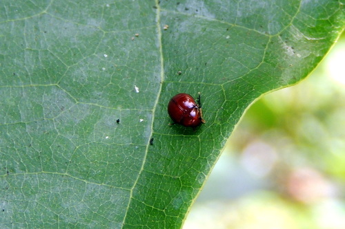 Ptilodactylidae