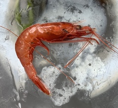 Hymenopenaeus