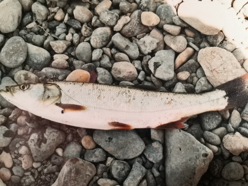 Aspius vorax