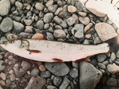 Mesopotamian Asp photo 1