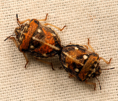 Bolbocoris rufus