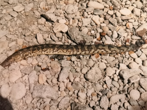 Mesopotamian spiny eel (Mastacembelus mastacembelus) — Mastacembelidae — 2