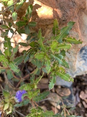 Blepharis obermeyerae