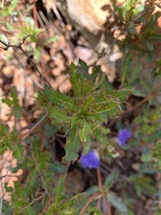 Blepharis obermeyerae