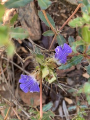 Blepharis obermeyerae