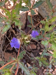 Blepharis obermeyerae