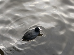 Fulica atra