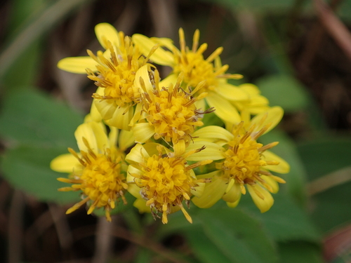 Solidago decurrens (Solidago decurrens)