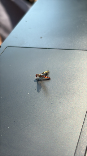 Unknown species found near Avenue of Remembrance, Charleston, SC, US