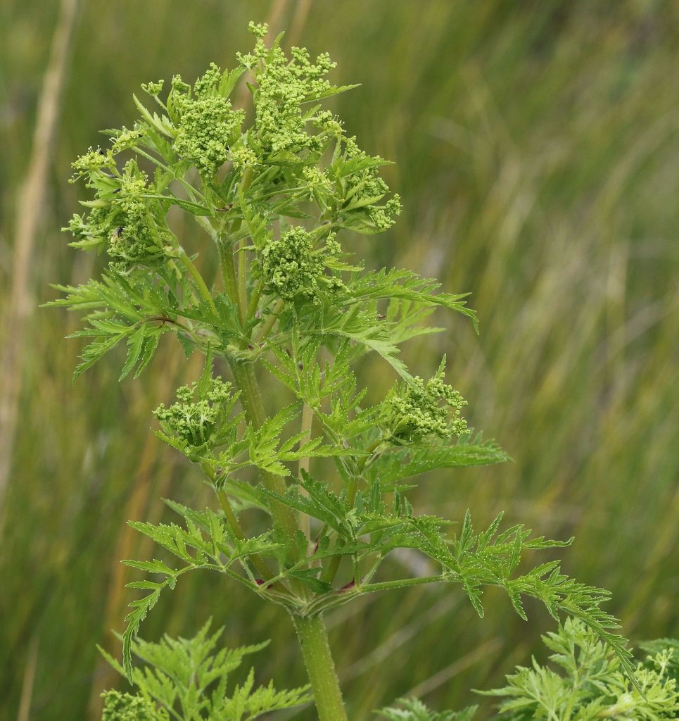 Afroligusticum thodei