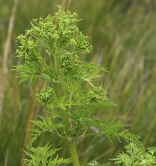 Afroligusticum thodei